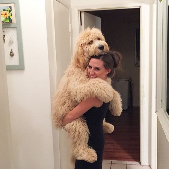 woman carrying Labradoodle