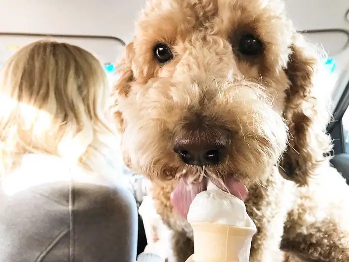 Labradoodle in the backseat while licking an ice cream