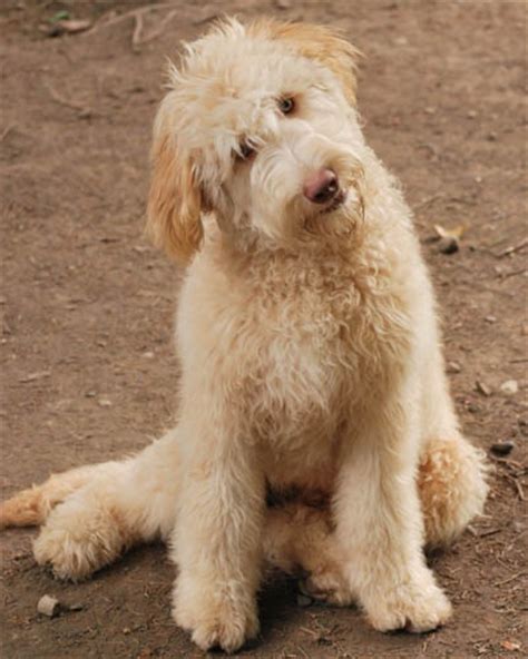 Labradoodle sitting on the ground while tilting its head