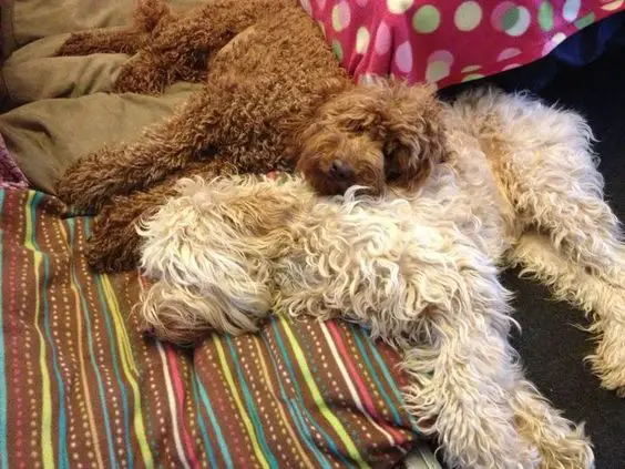 two Labradoodles sleeping on the bed