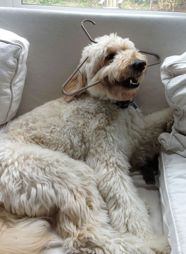 A Labradoodle lying on the couch with a hanger stuck on its face