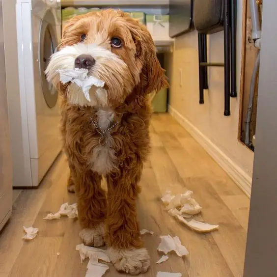 Labradoodle with a tissue paper on its mouth