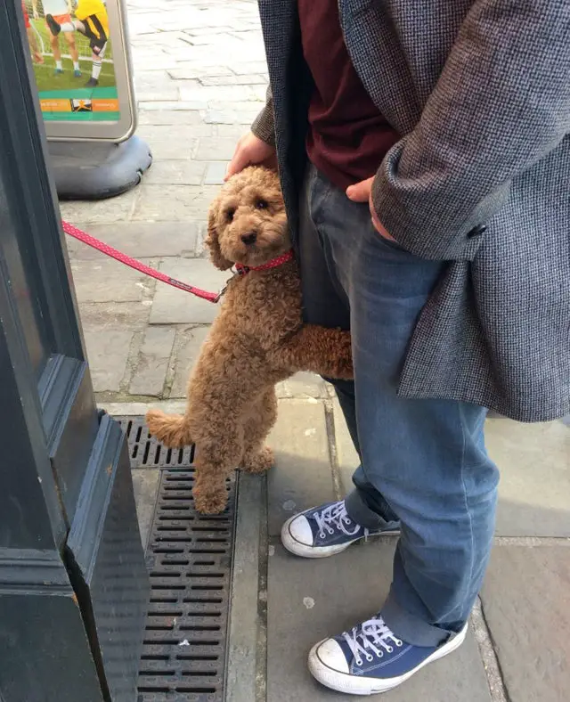 Labradoodle puppy hugging its owners legs