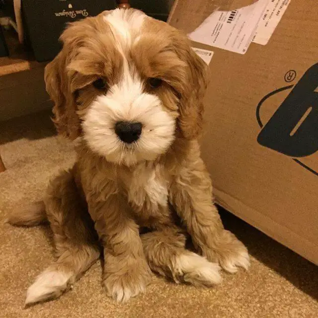 Labradoodle puppy sitting on the carpet next to a carboard box