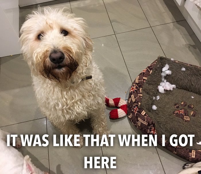 photo of a Labradoodle sitting on the floor with its torn bed and a text - It was like that when I got here