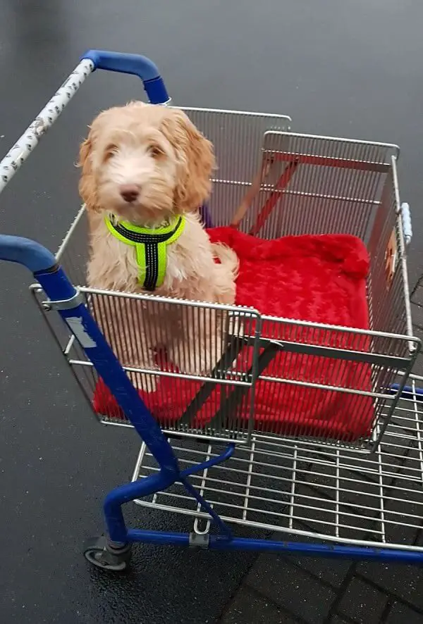Labradoodle puppy sitting inside the shopping cart