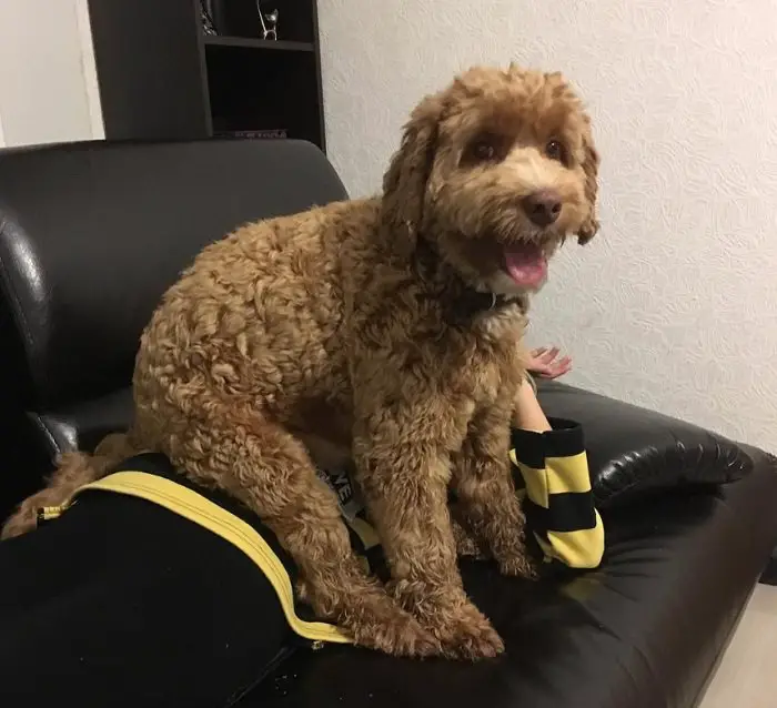 Labradoodle sitting on top of the kid in the couch