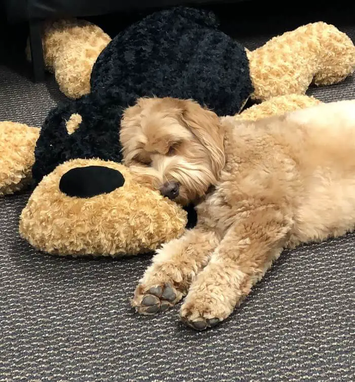 Labradoodle sleeping soundly with its large dog stuffed toy
