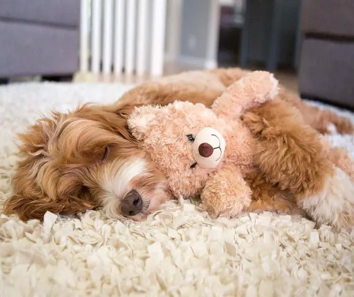 Labradoodle sleeping on the carpet while hugging its teddy bear