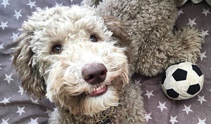 A Labradoodle lying on the bed with its soccer ball while smiling