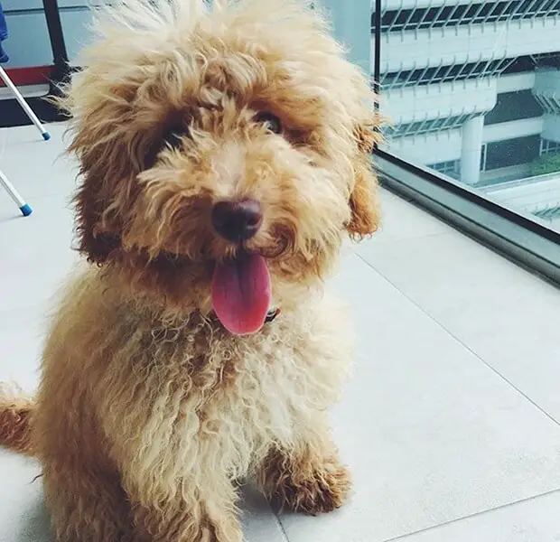 excited Labradoodle with its tongue out while sitting on the floor