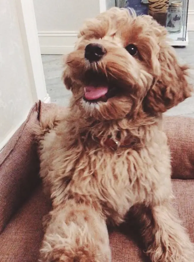 Labradoodle sitting on the couch with its happy face