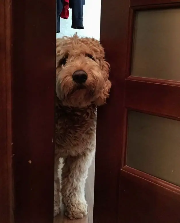 A Labradoodle standing behind the door with its sad face