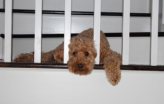 Labradoodle lying by the stairs with its head in between the fence