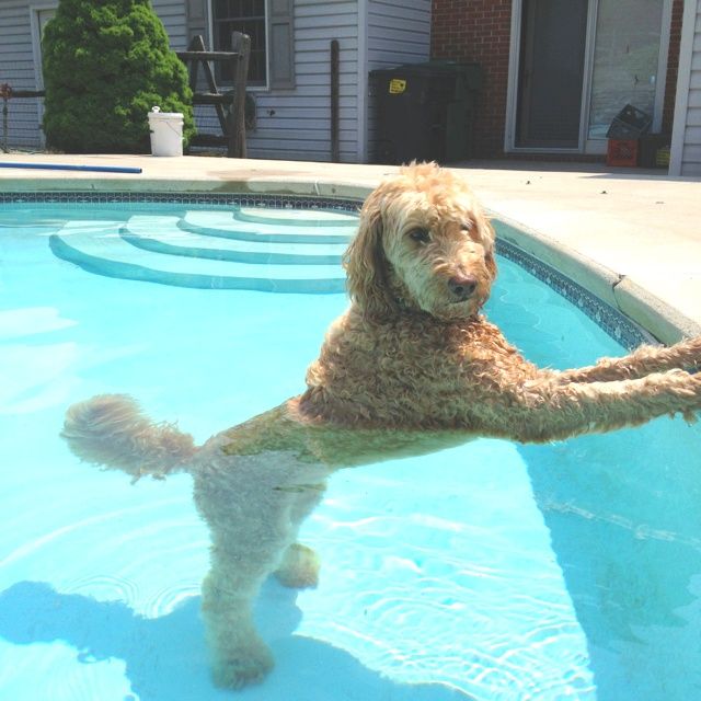 Labradoodle standing on the pool