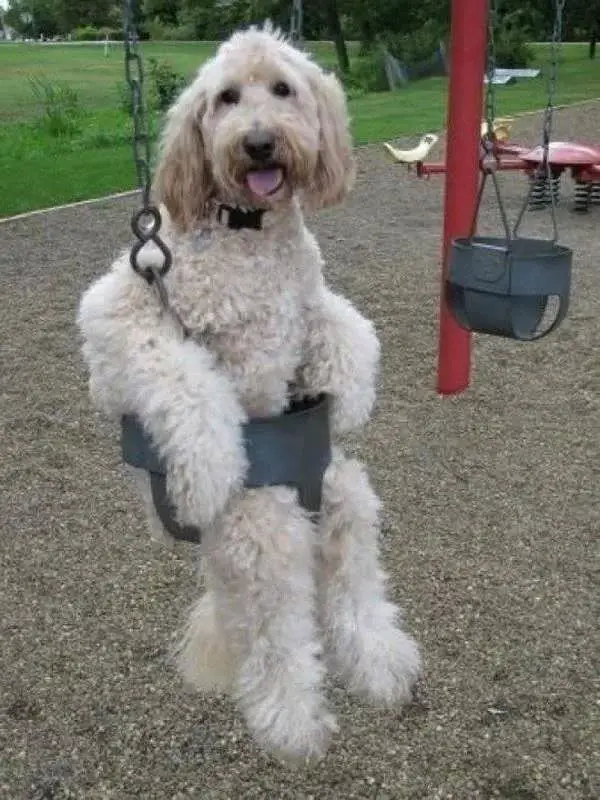 Labradoodle in a swing at the park