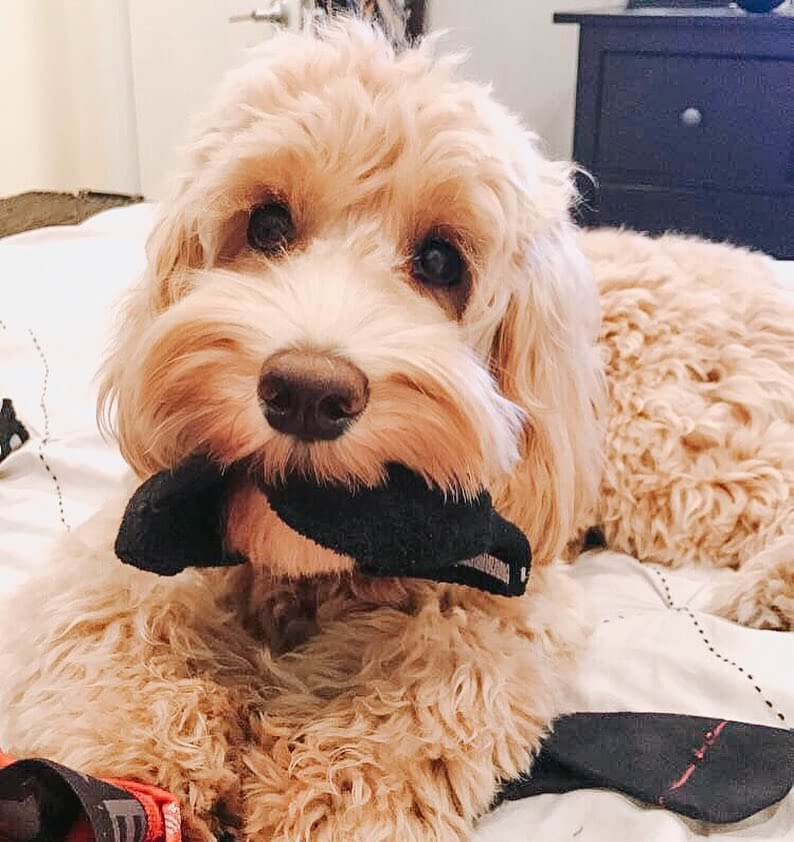 Labradoodle lying on the bed with something in its mouth