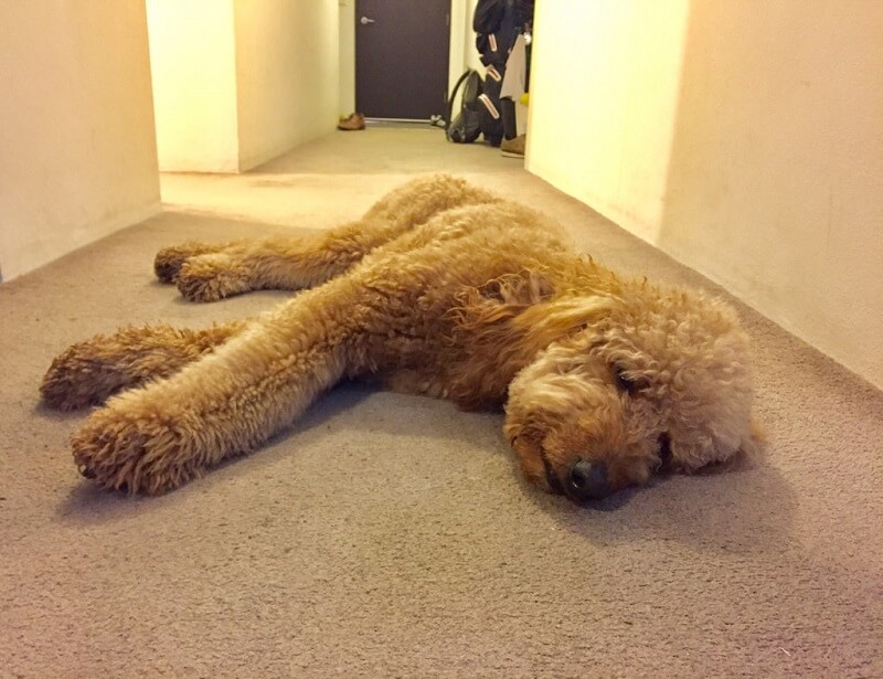 Labradoodle lying down sleeping on the floor