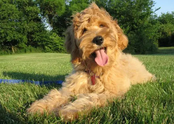 a happy Labradoodle lying on the grass under the sun
