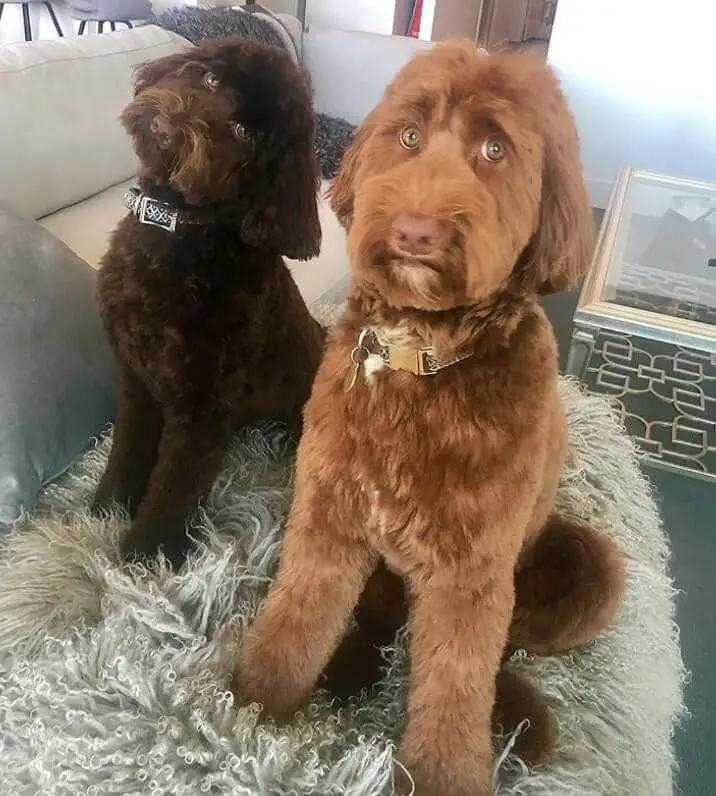 a brown and red Labradoodles sitting on the couch