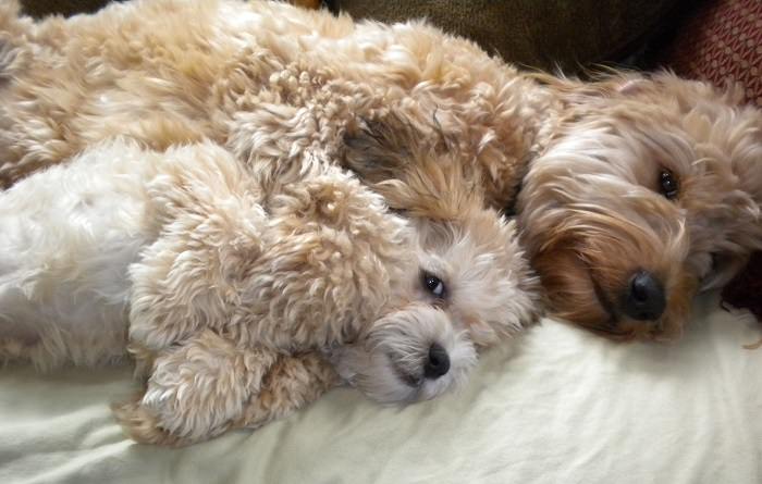 puppy and adult Labradoodles lying on the couch