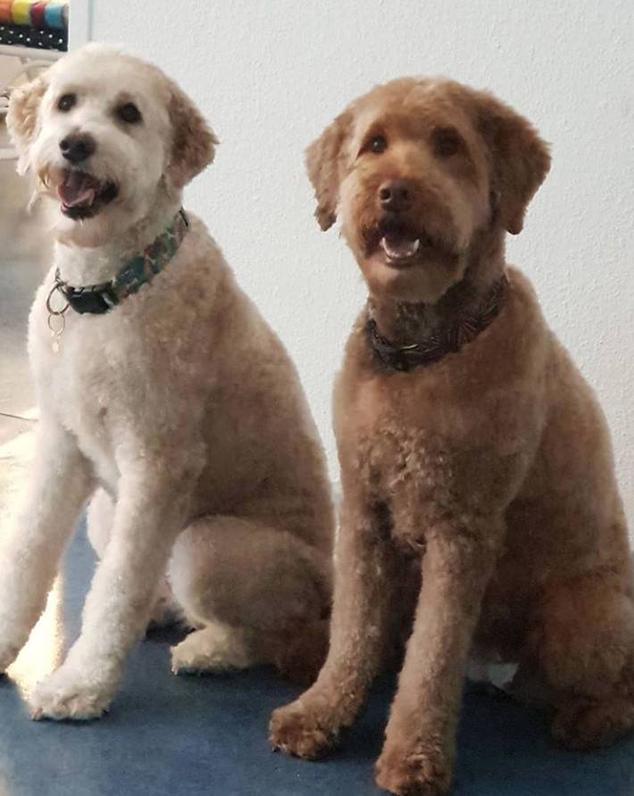 Labradoodle sitting on the floor