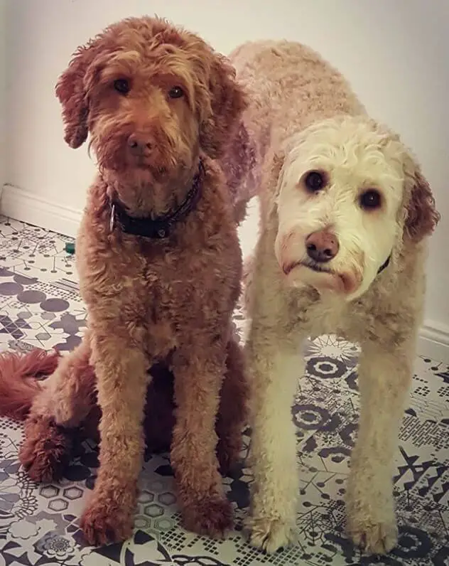 two staring Labradoodle
