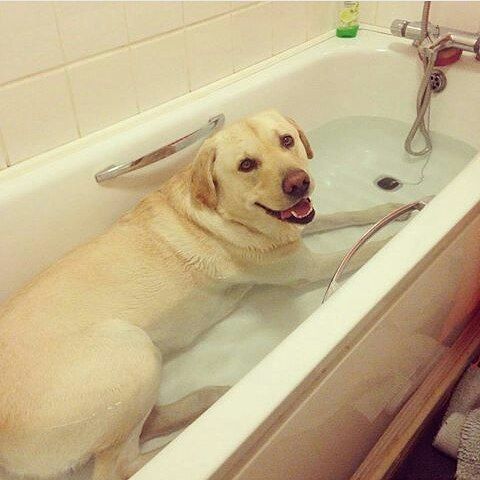 White Labrado smiling while soaked in water in the bathtub