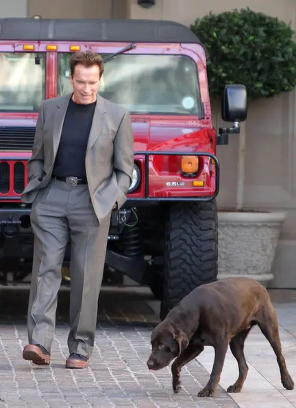 Gustav (Arnold Schwarzenegger) with his chocolate labrador walking in front of him