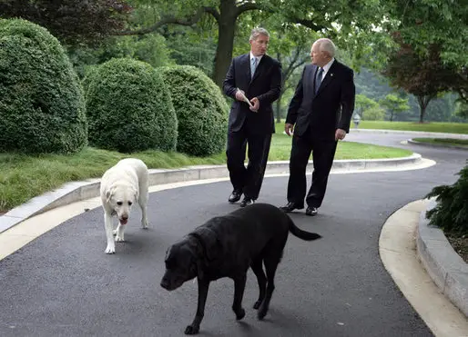 Jackson and Dave (Dick Cheney) walking at the park with a white and black Labrador