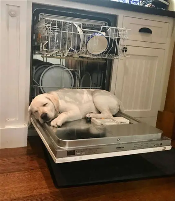 Labrador sleeping on the dishwasher 