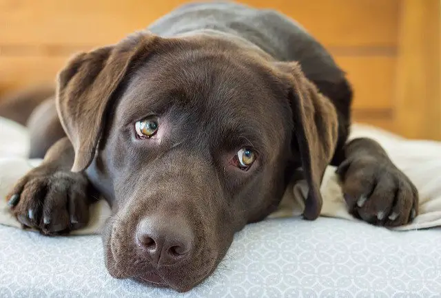 A chocolate Labrador lying on the bed with its sad face