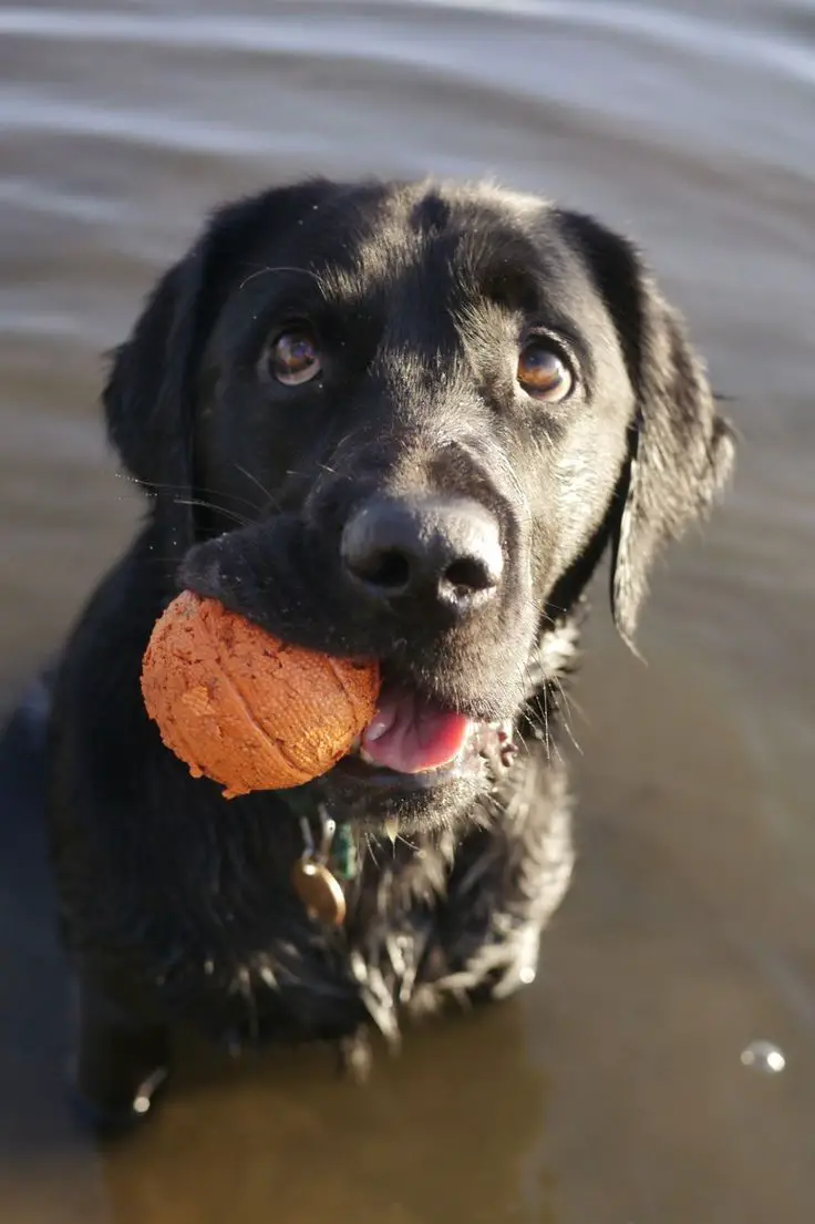 A black Labrador in the water with a ball in its mouth