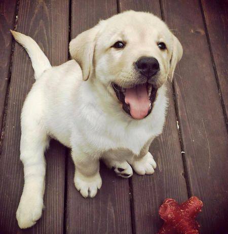 A cream Labrador sitting on the wooden floor while smiling