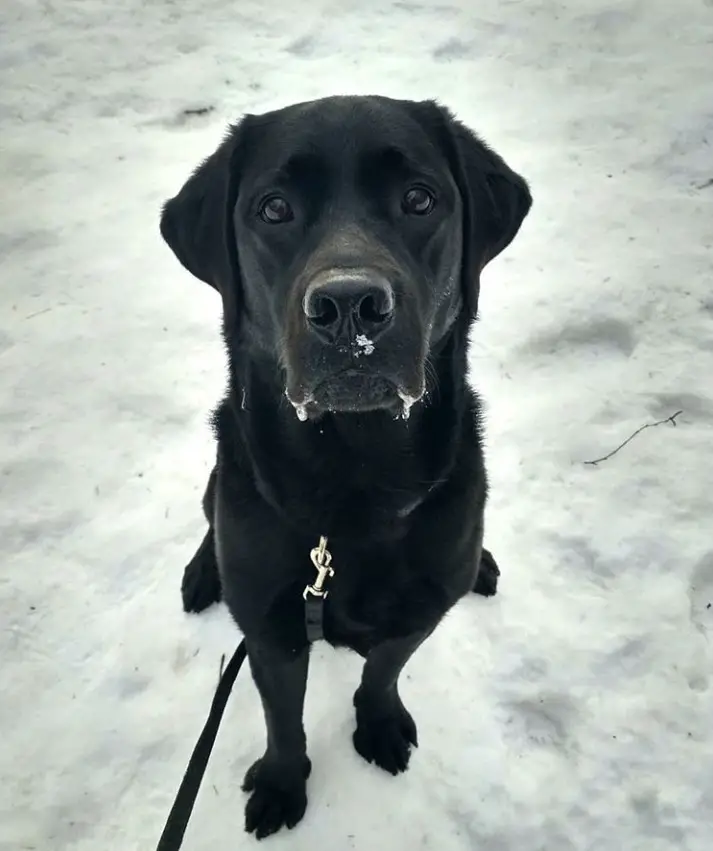 A black Labrador sitting in the snow with its begging face