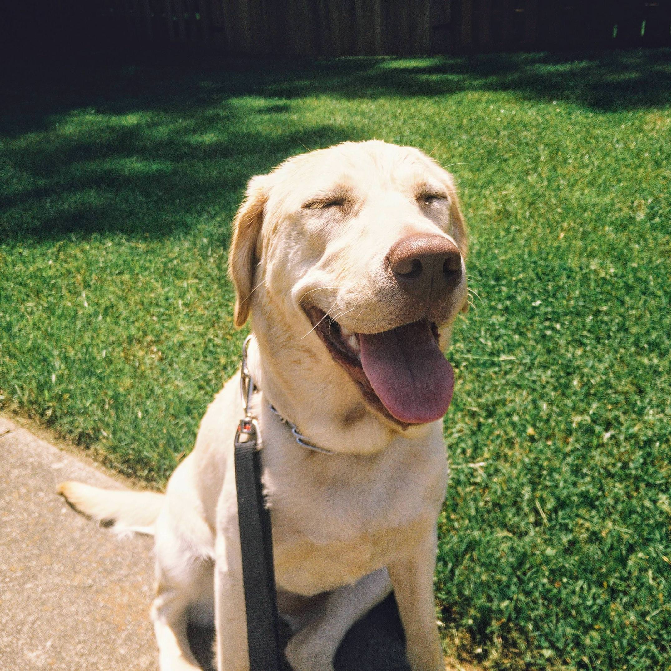 A yellow Labrador sitting in the yard while smiling with its eyes close under the sun