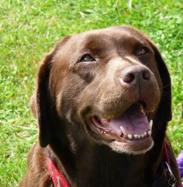 A chocolate Labrador sitting on the grass while smiling