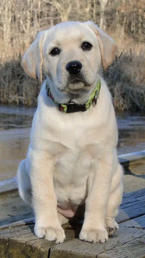 A cream Labrador puppy sitting in the forest