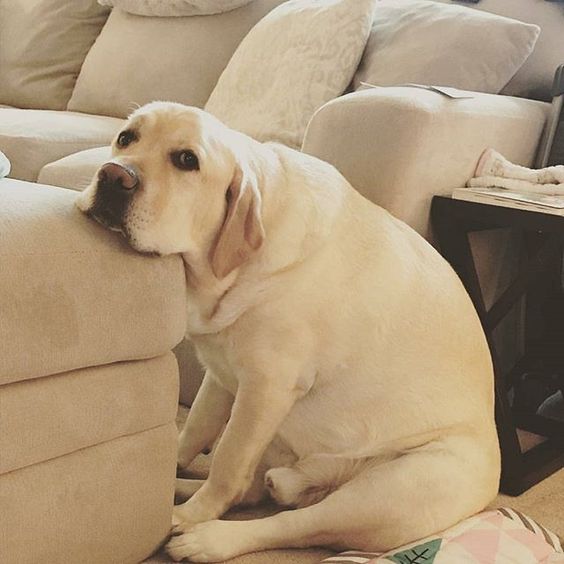 A yellow Labrador sitting on the floor with its head on the edge of the couch
