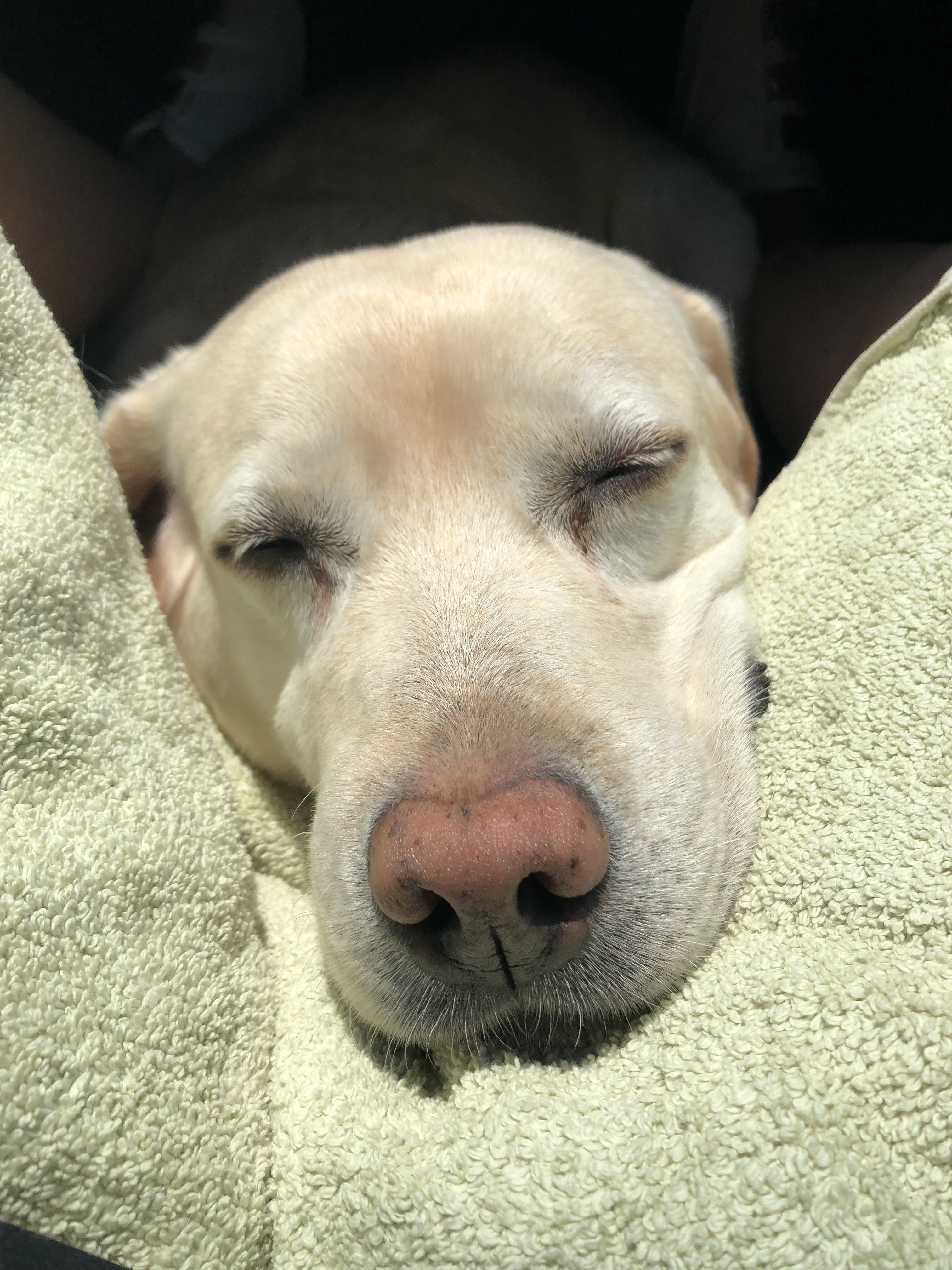 A Labrador lying on the bed with its face under the sun