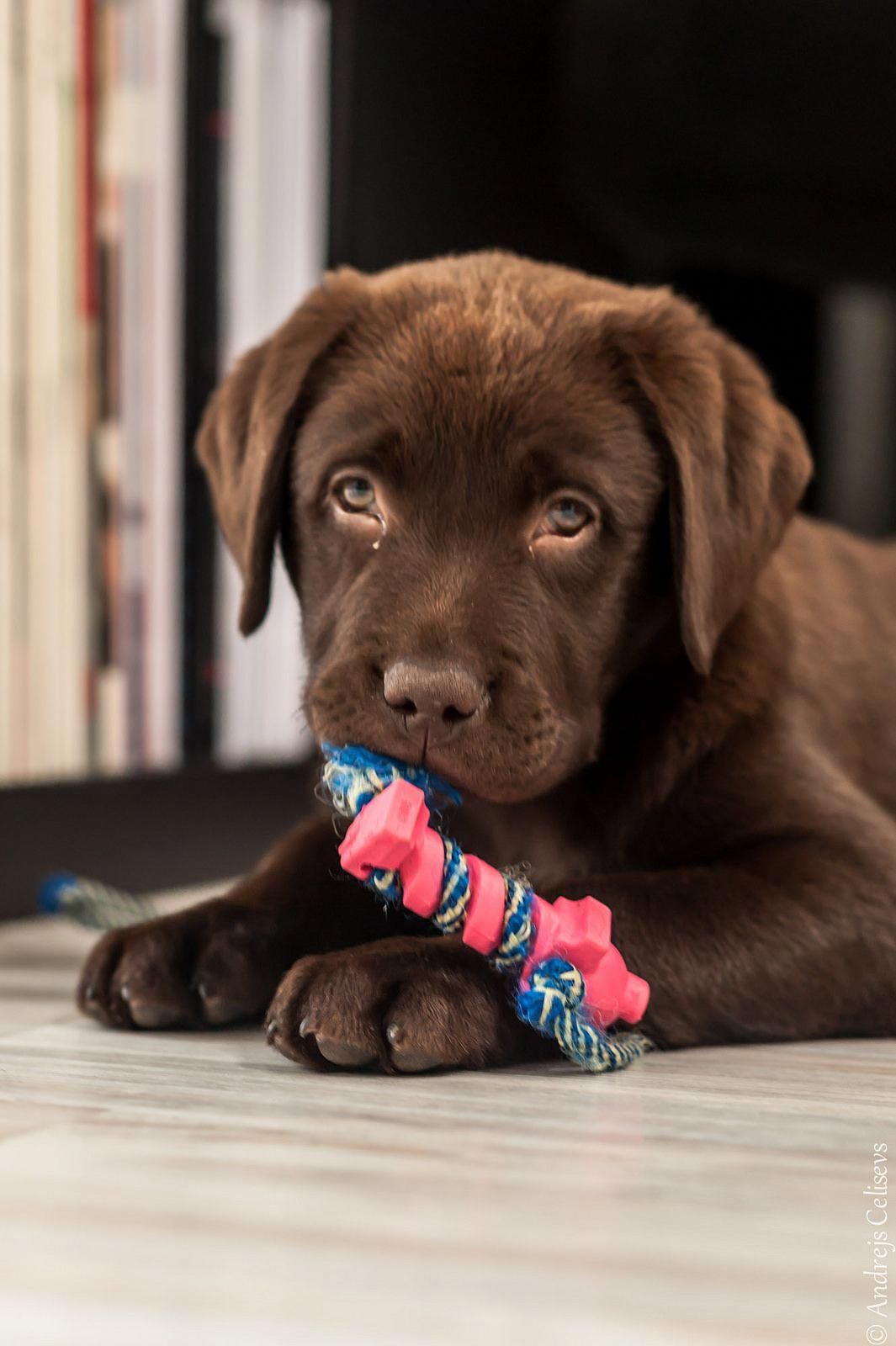 A chocolate Labrador puppy lying on the floor with a toy in its mouth