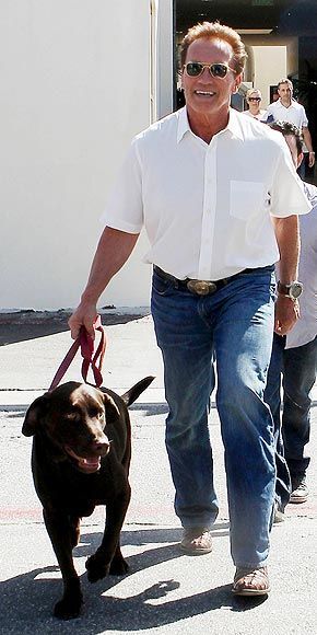 Arnold Schwarzenegger walking out of the building with his Labrador