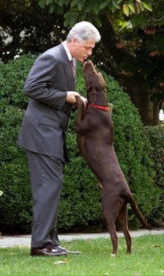 Bill Clinton playing with his Labrador in the yard