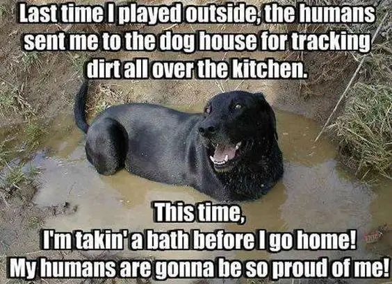black Labrador Retriever in a hole with dirty water on the ground photo with a text 