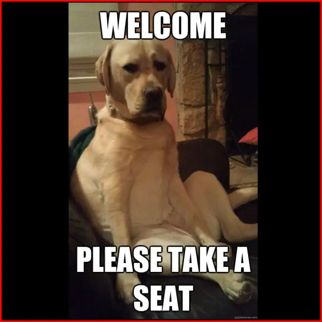 Labrador Retriever sitting on the couch photo with a text 