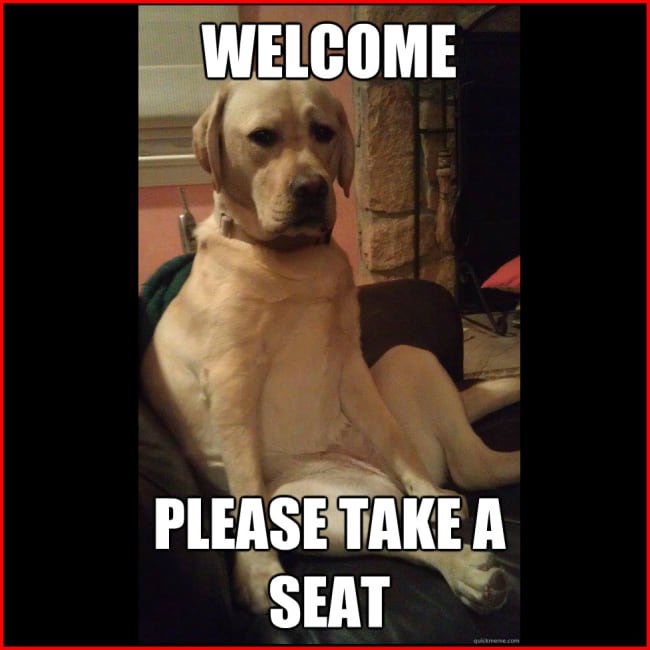 Labrador Retriever sitting on the couch photo with a text