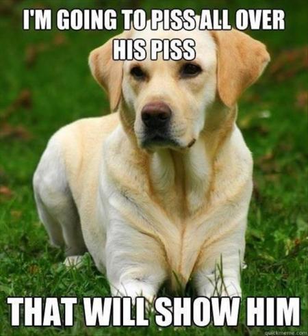 17 Hilarious Labrador Memes Guaranteed To Make You Laugh - The Paws