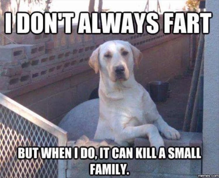 yellow Labrador Retriever standing up behind the fence photo with a text