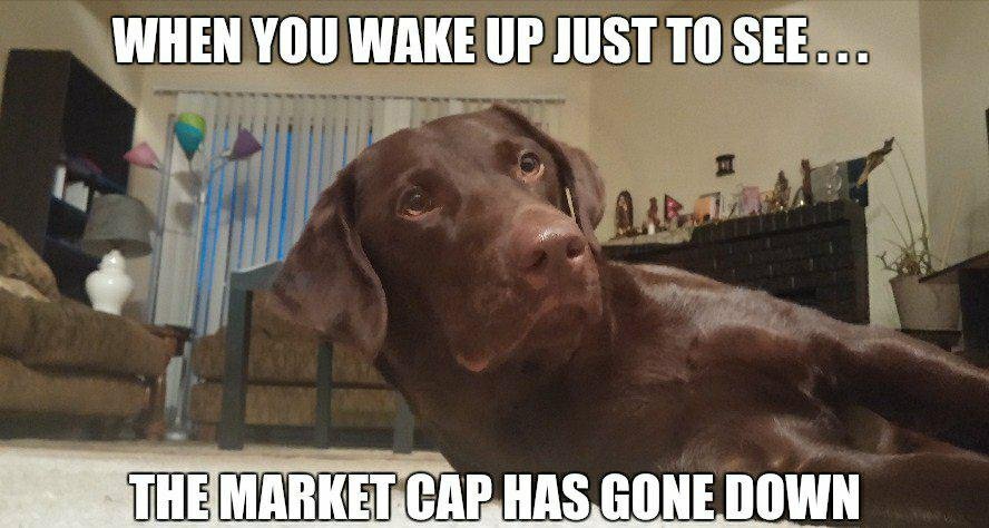 chocolate brown Labrador Retriever standing up from lying down on the floor photo with a text