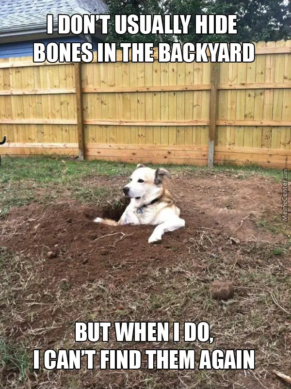 Labrador Retriever in a hole in the ground photo with a text 